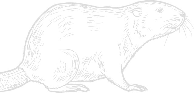 beaver image